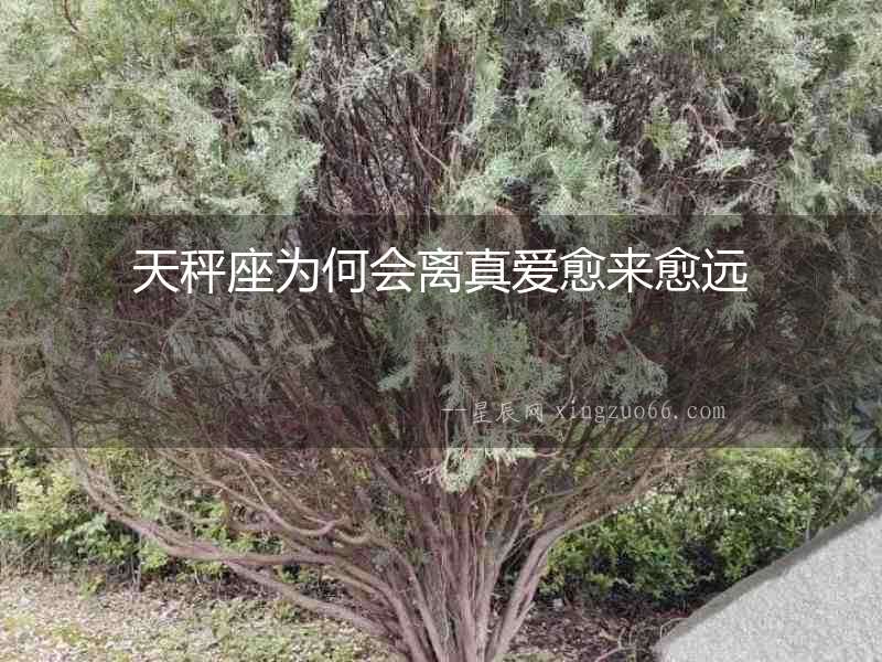 天秤座為何會(huì)離真愛愈來愈遠(yuǎn)
