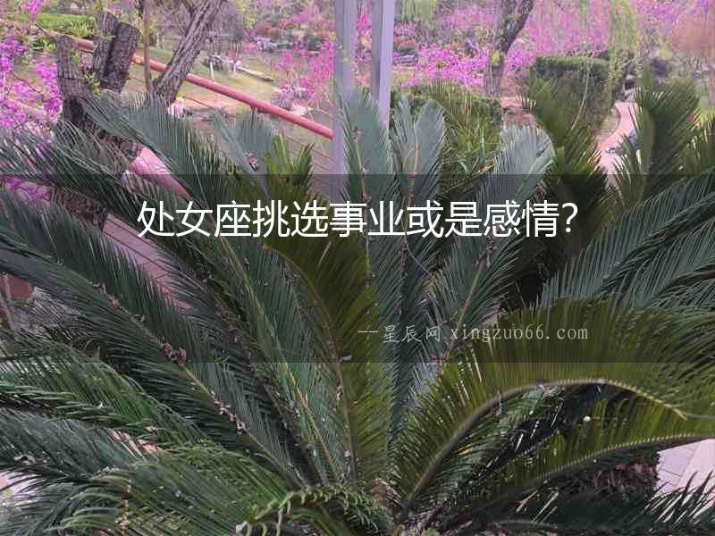 處女座挑選事業或是感情？