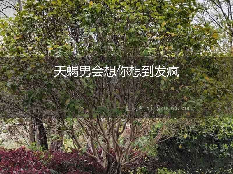 天蝎男會想你想到發瘋