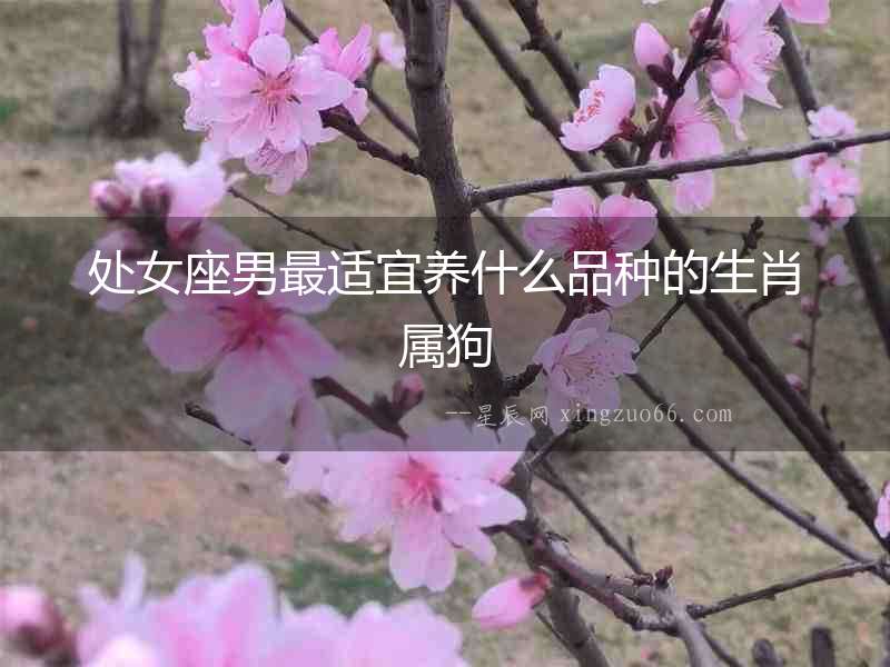 處女座男最適宜養什么品種的生肖屬狗