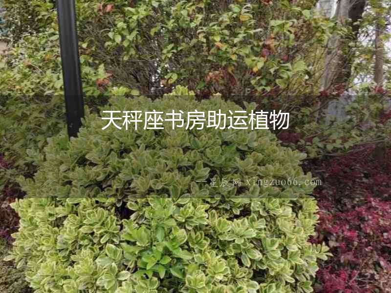 天秤座書房助運(yùn)植物