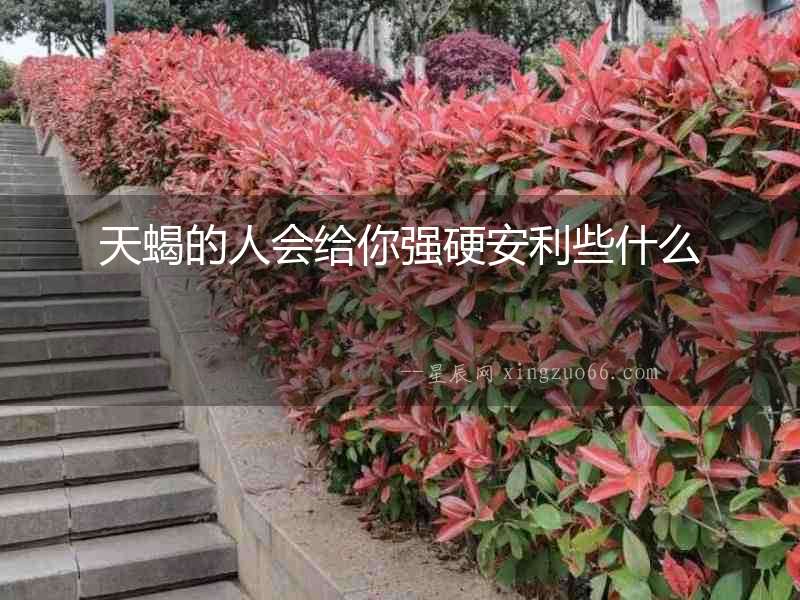 天蝎的人會給你強(qiáng)硬安利些什么