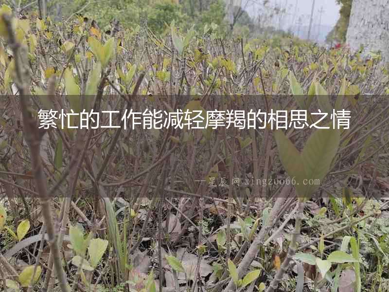 繁忙的工作能減輕摩羯的相思之情