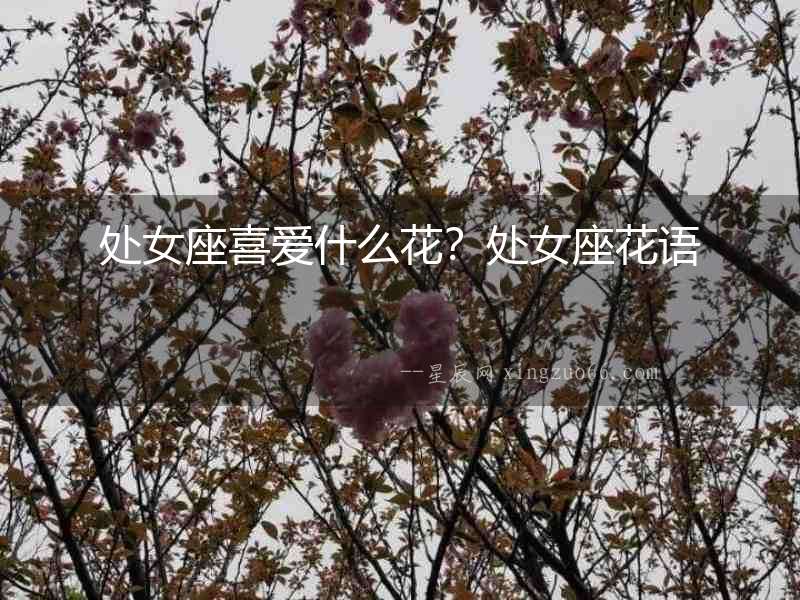 處女座喜愛什么花？處女座花語