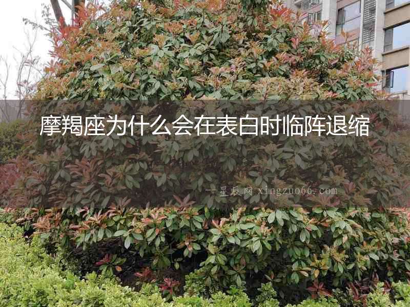 摩羯座為什么會在表白時(shí)臨陣退縮