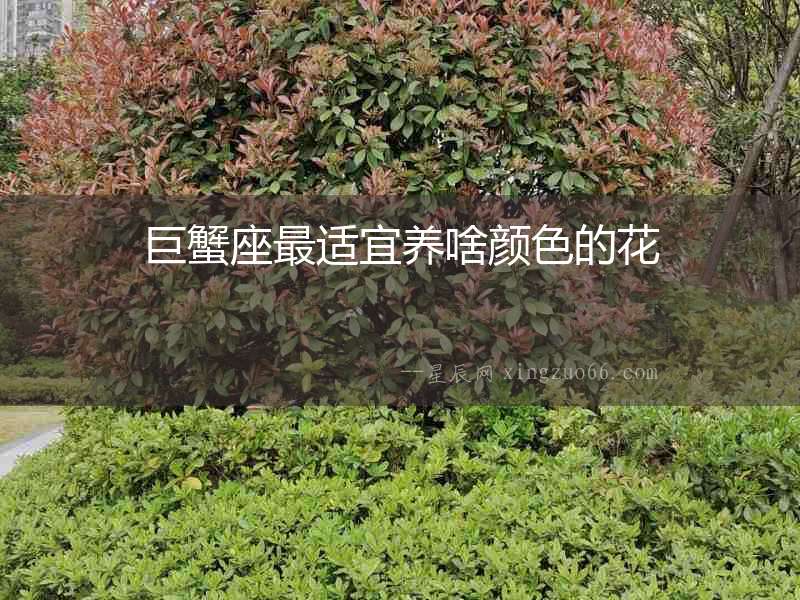 巨蟹座最適宜養(yǎng)啥顏色的花