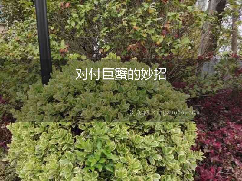 對(duì)付巨蟹的妙招