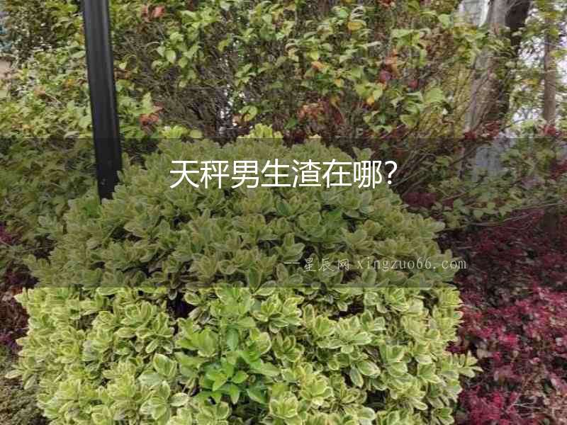天秤男生渣在哪？