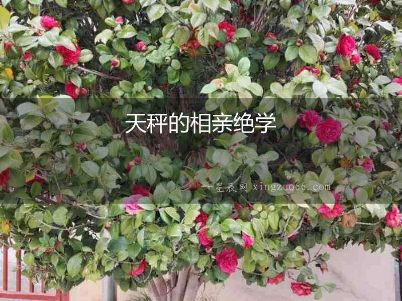 天秤的相親絕學