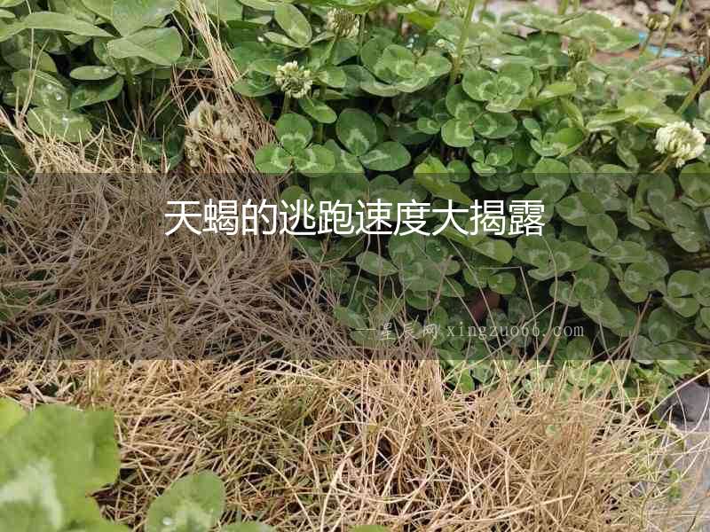天蝎的逃跑速度大揭露
