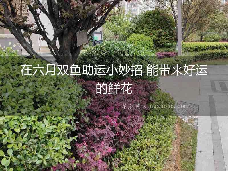 在六月雙魚助運(yùn)小妙招 能帶來好運(yùn)的鮮花