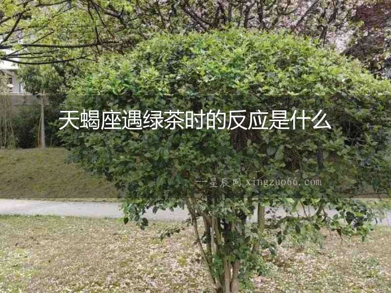 天蝎座遇綠茶時(shí)的反應(yīng)是什么
