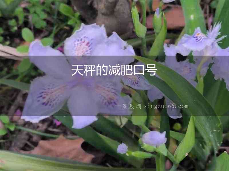 天秤的減肥口號