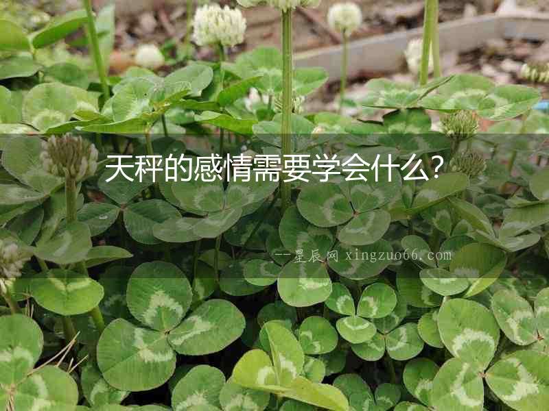 天秤的感情需要學會什么？