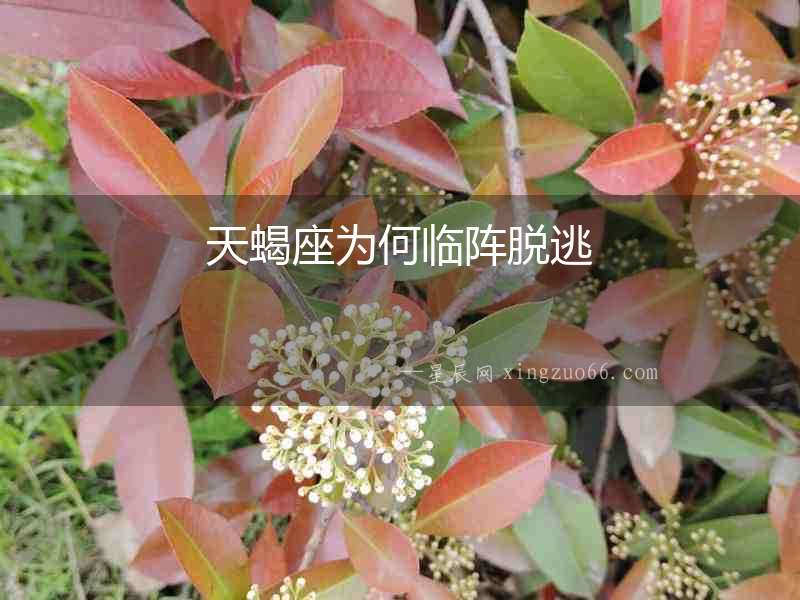 天蝎座為何臨陣脫逃