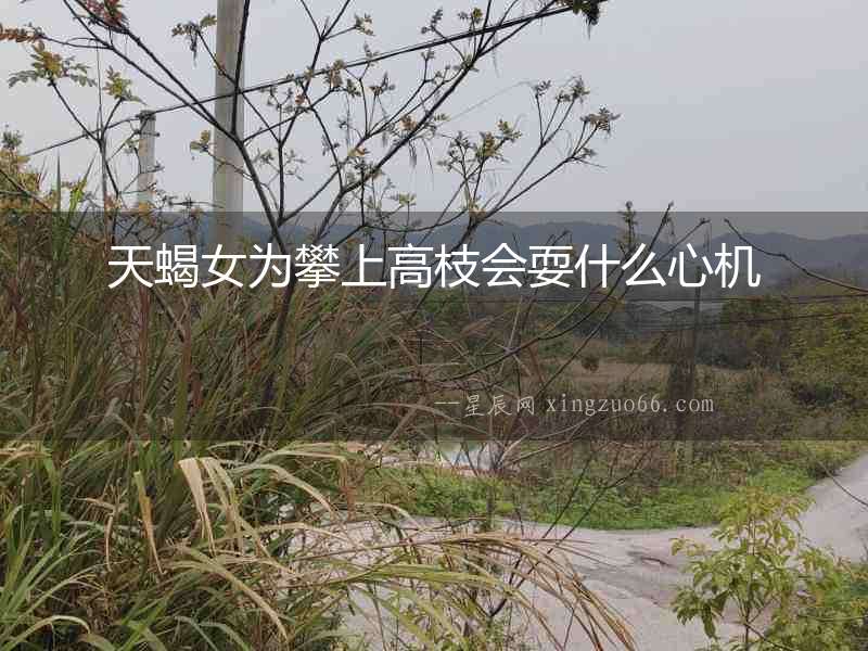 天蝎女為攀上高枝會耍什么心機