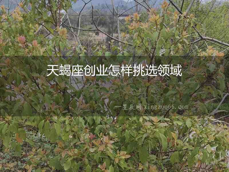 天蝎座創(chuàng)業(yè)怎樣挑選領(lǐng)域