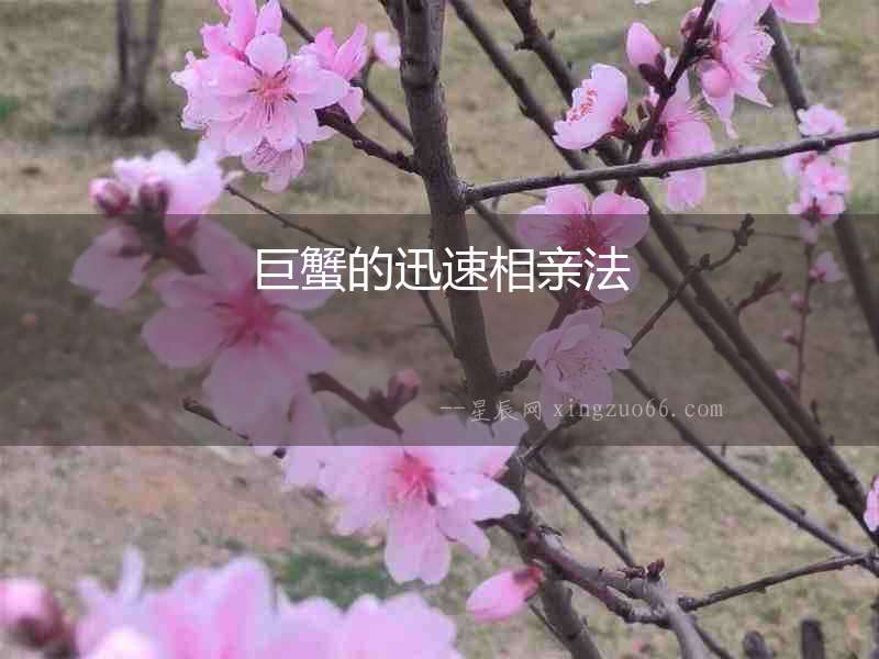 巨蟹的迅速相親法
