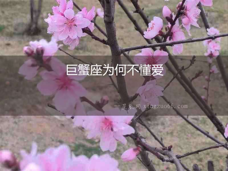 巨蟹座為何不懂愛