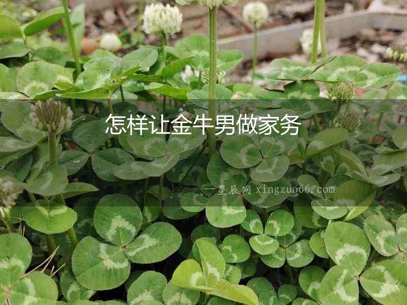 怎樣讓金牛男做家務(wù)