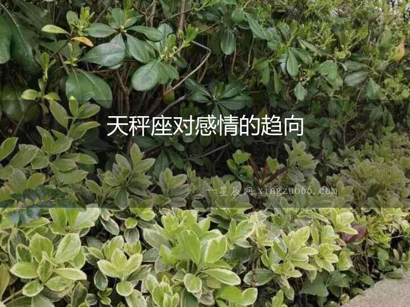 天秤座對感情的趨向
