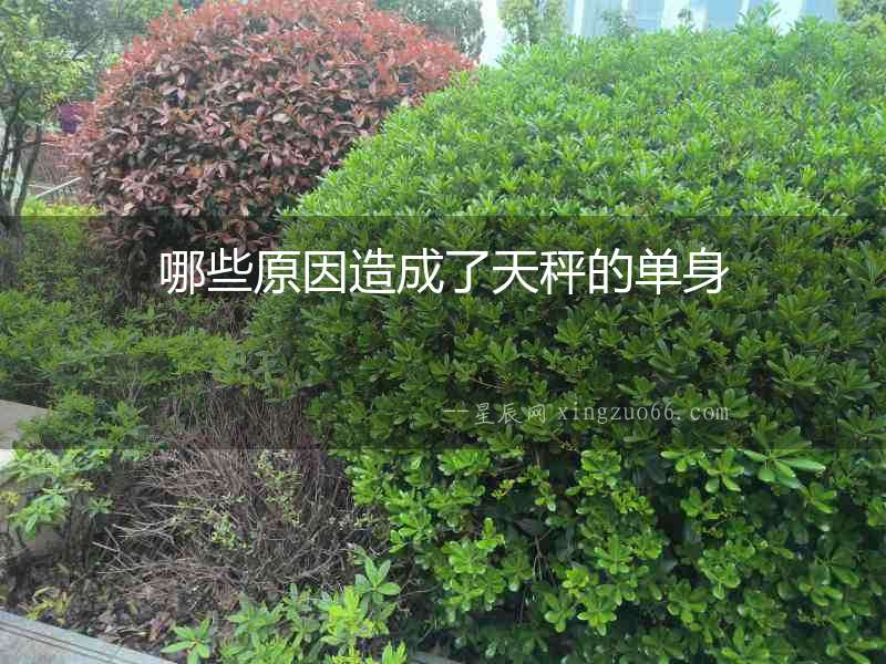 哪些原因造成了天秤的單身