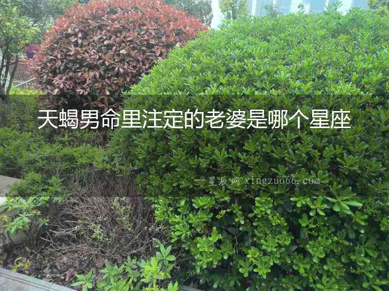 天蝎男命里注定的老婆是哪個(gè)星座