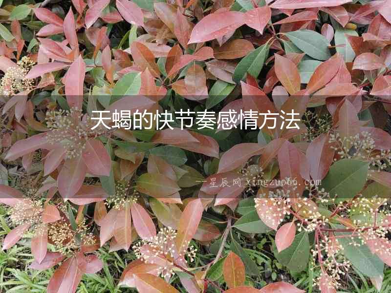 天蝎的快節(jié)奏感情方法
