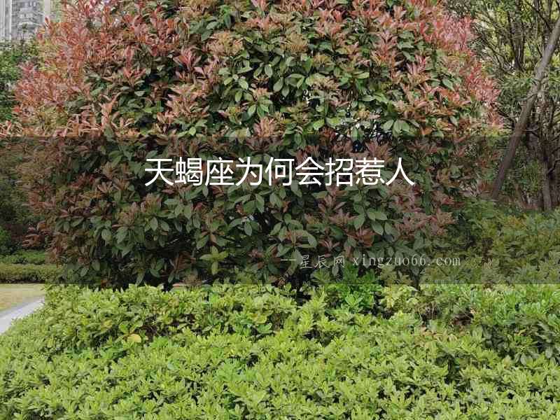 天蝎座為何會(huì)招惹人