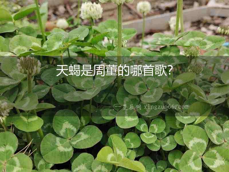 天蝎是周董的哪首歌？