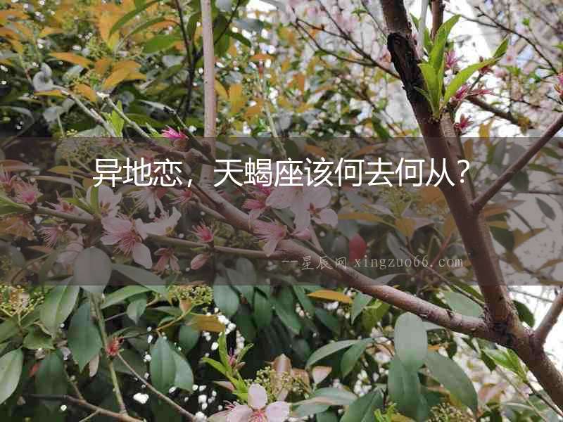 異地戀，天蝎座該何去何從？