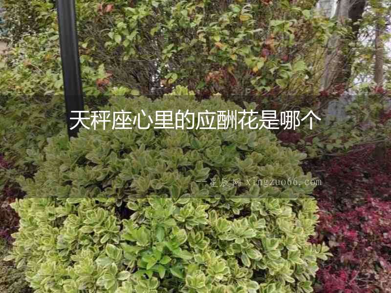 天秤座心里的應(yīng)酬花是哪個