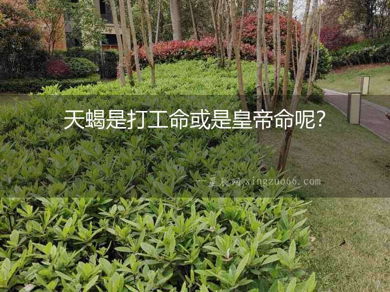 天蝎是打工命或是皇帝命呢？