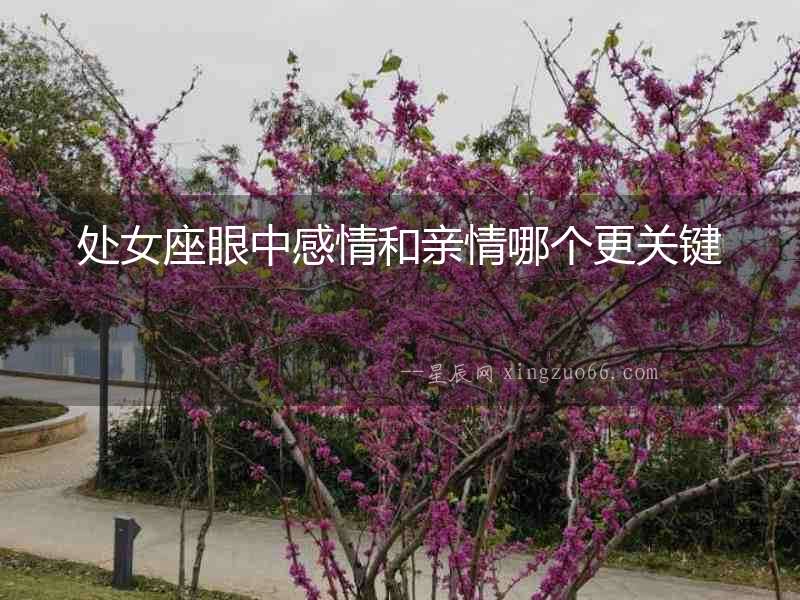處女座眼中感情和親情哪個更關鍵