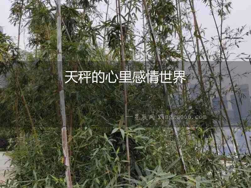 天秤的心里感情世界