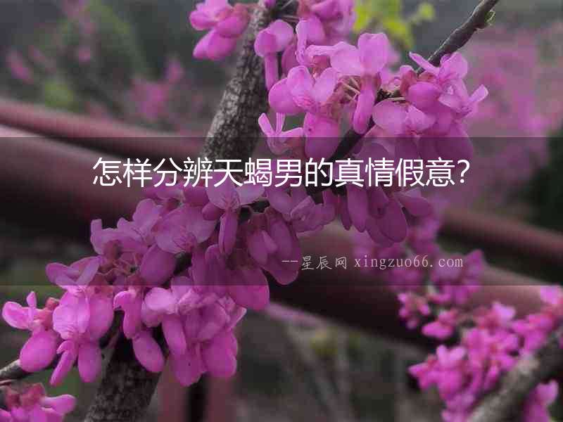 怎樣分辨天蝎男的真情假意？
