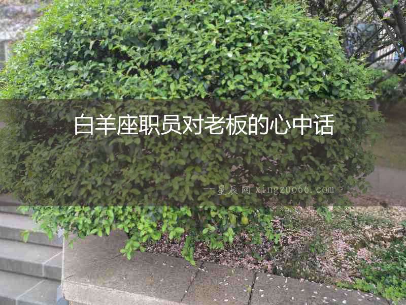 白羊座職員對老板的心中話