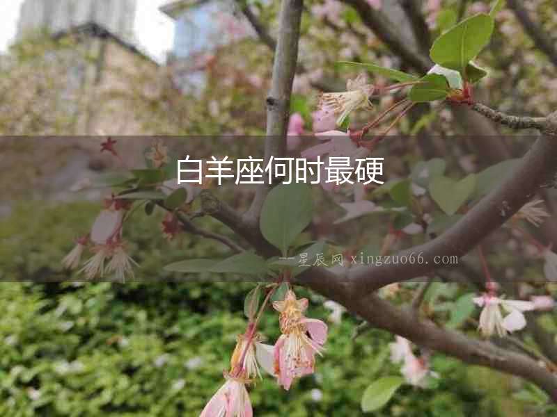 白羊座何時最硬