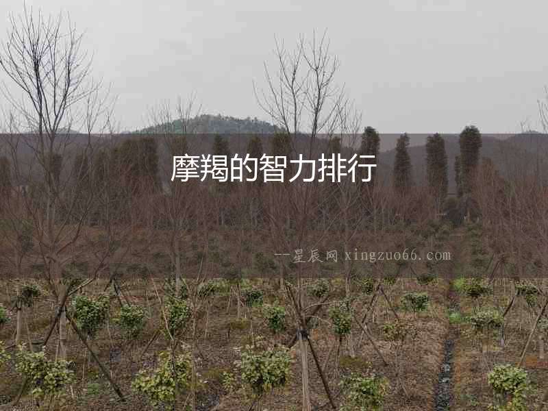 摩羯的智力排行