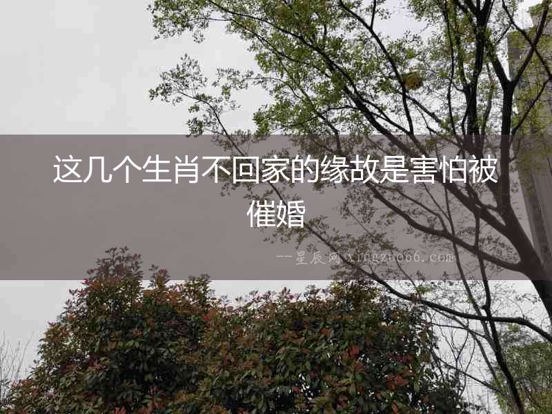 這幾個生肖不回家的緣故是害怕被催婚