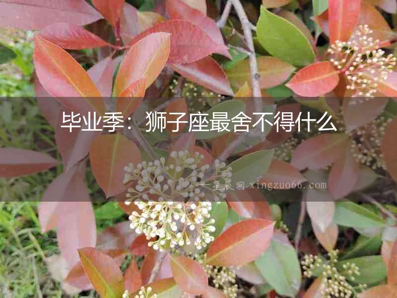 畢業季：獅子座最舍不得什么