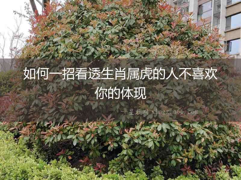 如何一招看透生肖屬虎的人不喜歡你的體現(xiàn)