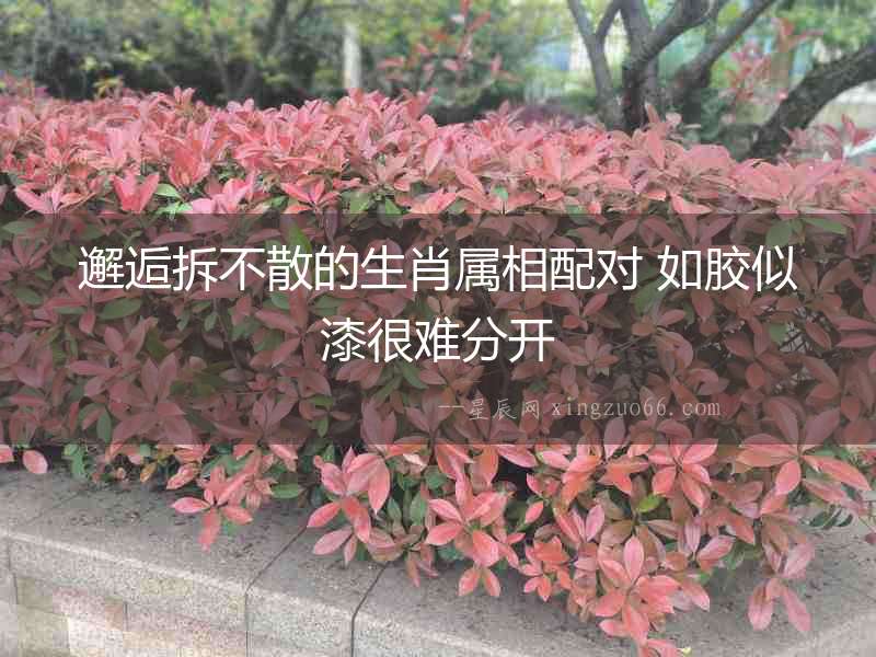 邂逅拆不散的生肖屬相配對(duì) 如膠似漆很難分開(kāi)