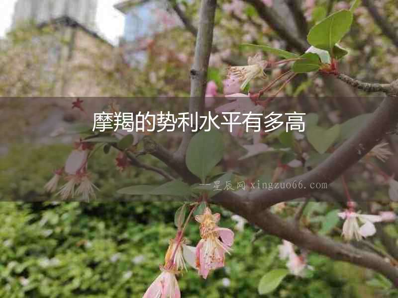 摩羯的勢(shì)利水平有多高