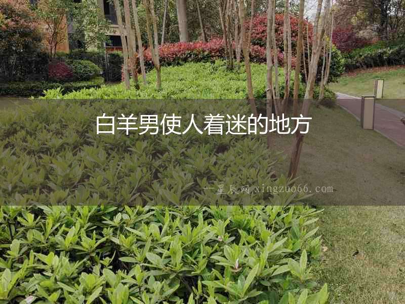 白羊男使人著迷的地方