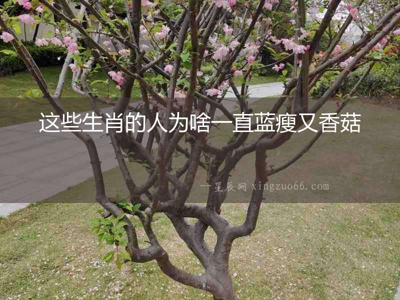 這些生肖的人為啥一直藍瘦又香菇