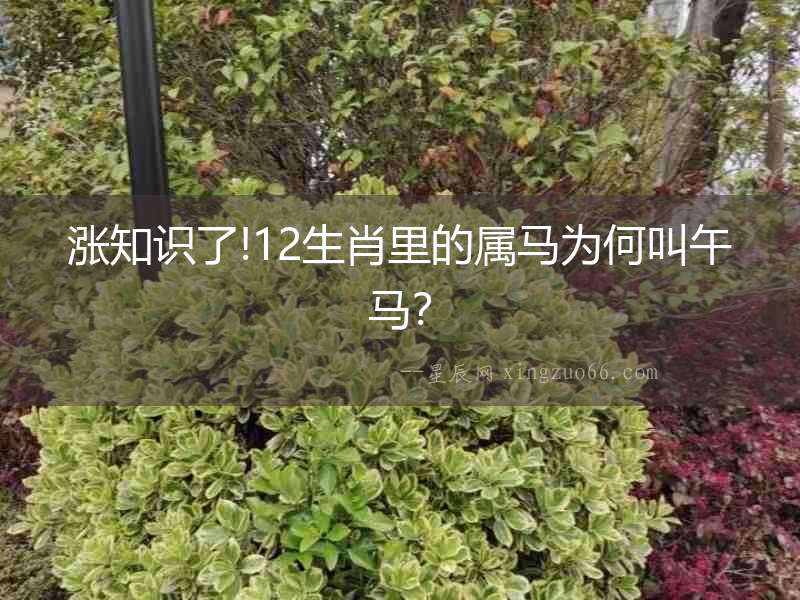 漲知識(shí)了!12生肖里的屬馬為何叫午馬？