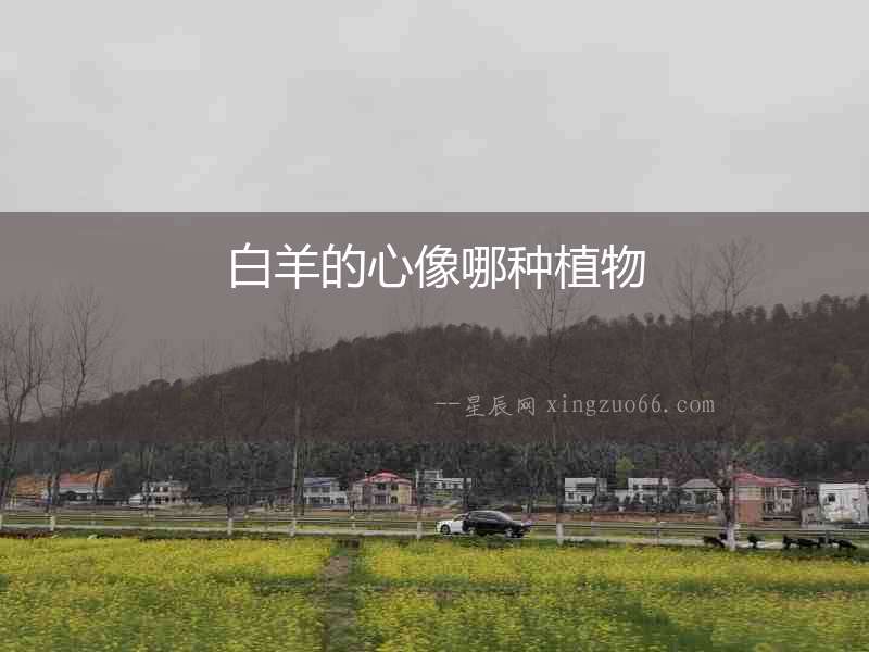 白羊的心像哪種植物
