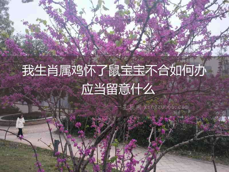 我生肖屬雞懷了鼠寶寶不合如何辦  應(yīng)當(dāng)留意什么