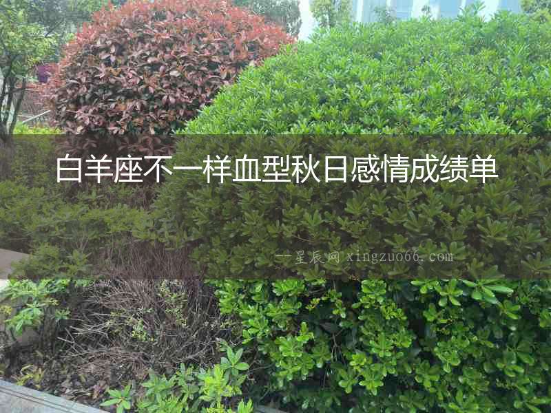 白羊座不一樣血型秋日感情成績單